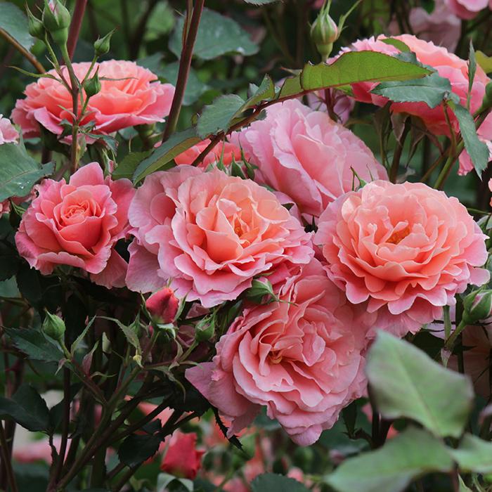 バラ苗 バラ大苗 ワーナーズローゼス サンセットグロウ 返り咲き 薔薇