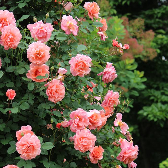 バラ苗 バラ大苗 ワーナーズローゼス サンセットグロウ 返り咲き 薔薇