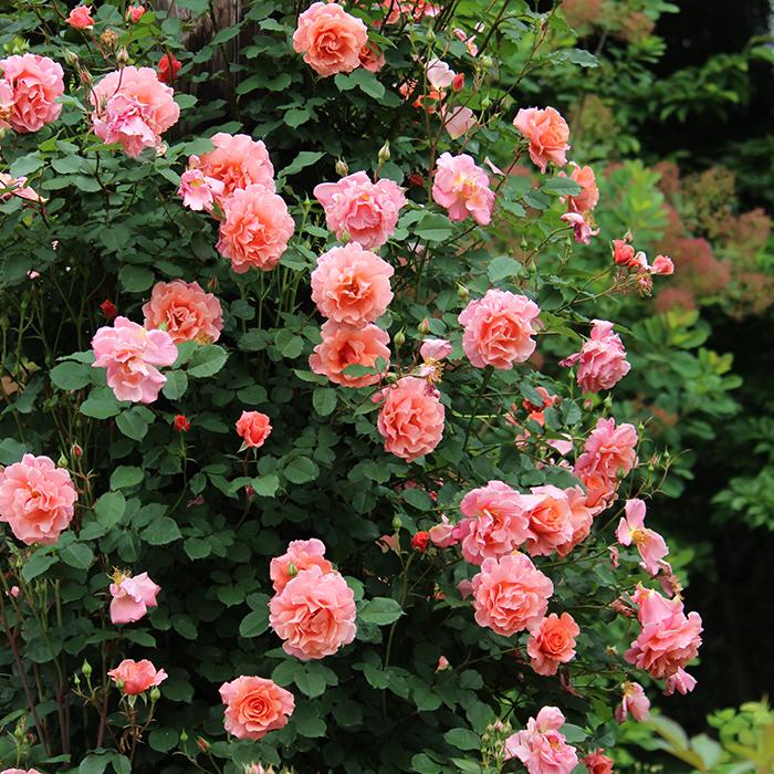 バラ苗 バラ大苗 ワーナーズローゼス サンセットグロウ 返り咲き 薔薇