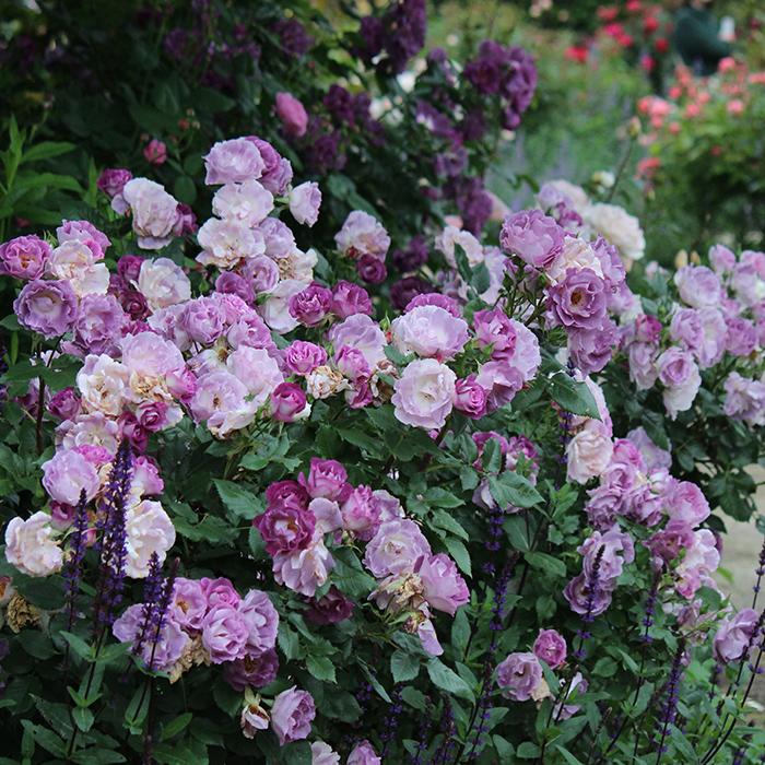 予約販売 バラ苗 バラ大苗 ワーナーズローゼス ブルーフォーユー