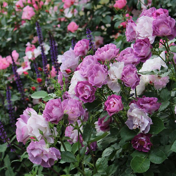 予約販売 バラ苗 バラ大苗 ワーナーズローゼス ブルーフォーユー