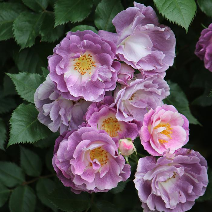 予約販売 バラ苗 バラ大苗 ワーナーズローゼス ブルーフォーユー