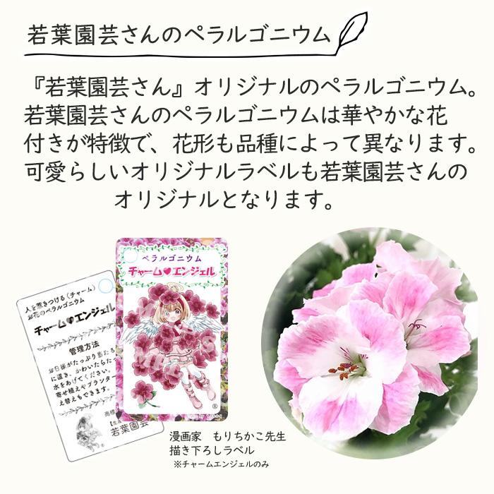 日本花キ流通 予約販売 【もりちかこ先生書き下ろしラベル付き