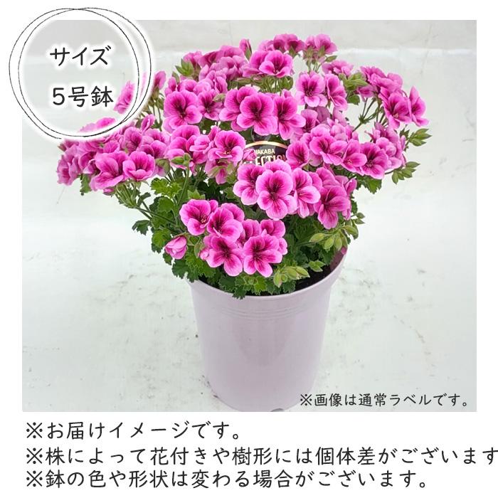 日本花キ流通 予約販売 【もりちかこ先生書き下ろしラベル付き