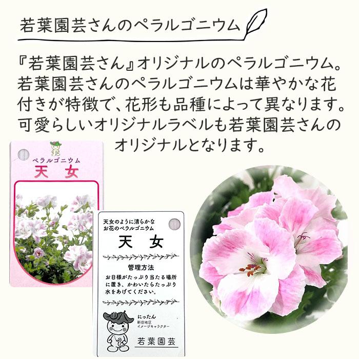 日本花キ流通 予約販売 ペラルゴニウム 苗 キスマーク 5号鉢 若葉園芸