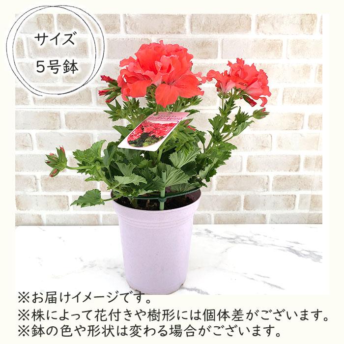 日本花キ流通 予約販売 ペラルゴニウム 苗 オレンジスター 5号鉢 若葉