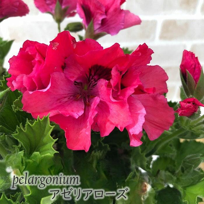 日本花キ流通 予約販売 ペラルゴニウム 苗 アゼリアローズ 5号鉢 若葉