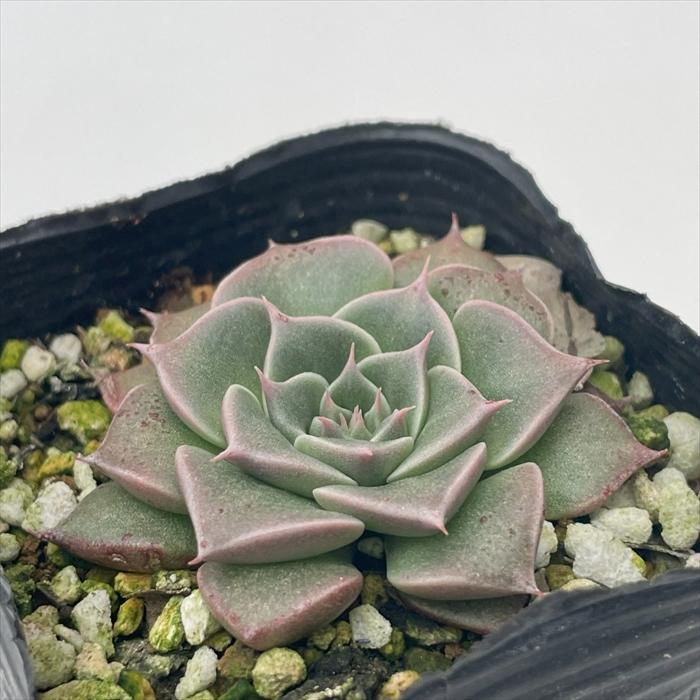 日本花キ流通 多肉植物 seグラプトペタルム キングスター 日本花キ流通 多肉植物 seグラプトペタルム キングスター
