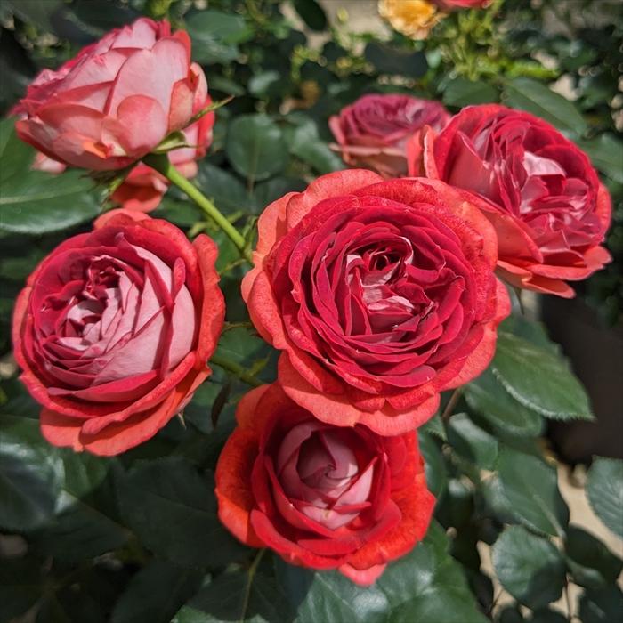 予約販売 バラ 苗 新苗 コルデス ストロベリーミスト 品種登録出願中