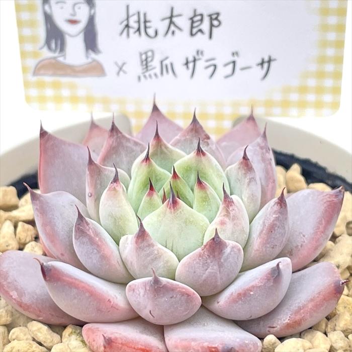 多肉植物　桃太郎　6cmポット 多肉植物 桃太郎 6cmポット 多肉植物 桃太郎 6cmポット