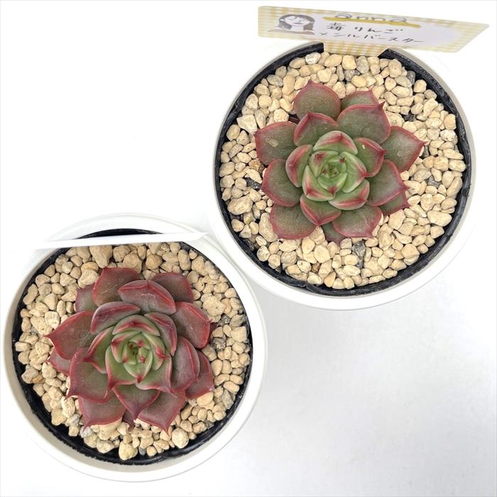 多肉植物 annaエケベリア 毒りんご×シルバースター あんなさん苗 送料