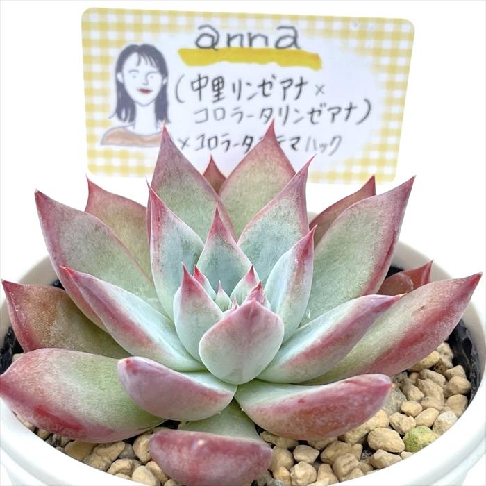 多肉植物 annaエケベリア （中里リンゼアナ×コロラータリンゼアナ