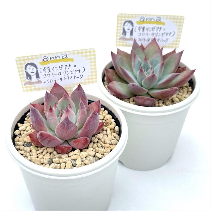多肉植物 annaエケベリア （中里リンゼアナ×コロラータリンゼアナ