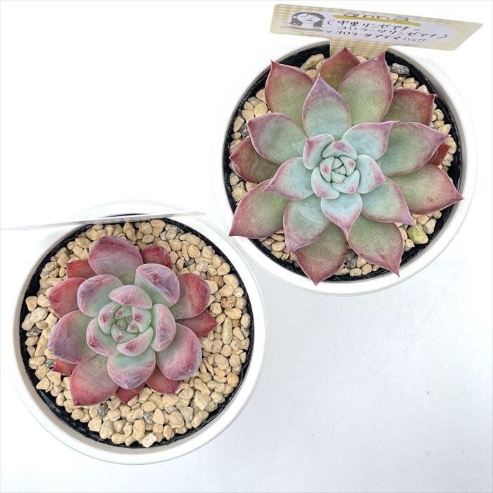 多肉植物 annaエケベリア （中里リンゼアナ×コロラータリンゼアナ
