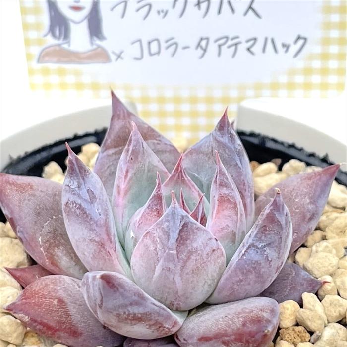 多肉植物 annaエケベリア ブラックサバス×コロラータアテマハック