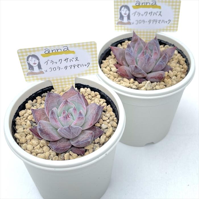 多肉植物 annaエケベリア ブラックサバス×コロラータアテマハック