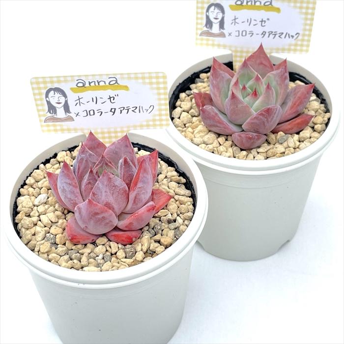 多肉植物 annaエケベリア ホーリンゼ×コロラータアテマハック あんな