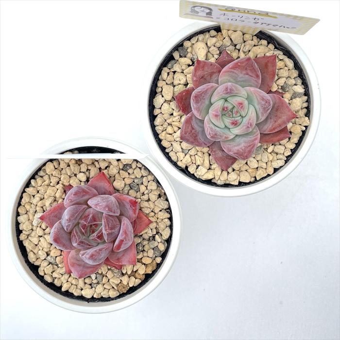 ホーリンゼ×コロラータアテマハック他3点セットバラ売り組み替え不可TYさん苗 多肉植物 annaエケベリア ホーリンゼ×コロラータアテマハック あんな