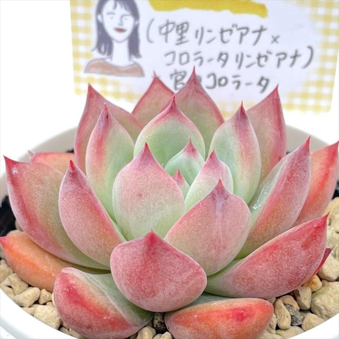 多肉植物 annaエケベリア （中里リンゼアナ×コロラータリンゼアナ