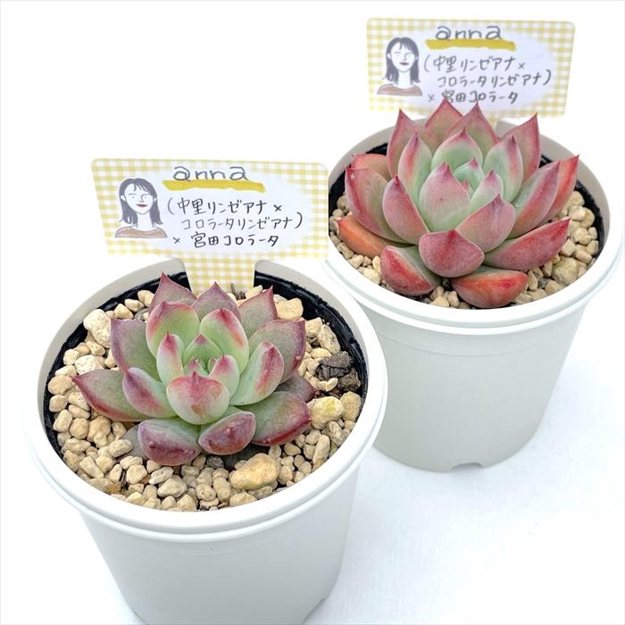 多肉植物 annaエケベリア （中里リンゼアナ×コロラータリンゼアナ