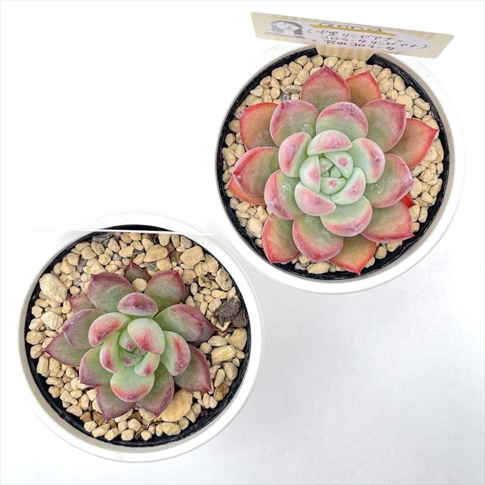 多肉植物 annaエケベリア （中里リンゼアナ×コロラータリンゼアナ