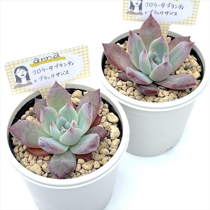 多肉植物 annaエケベリア コロラータブランティ×ブラックサバス