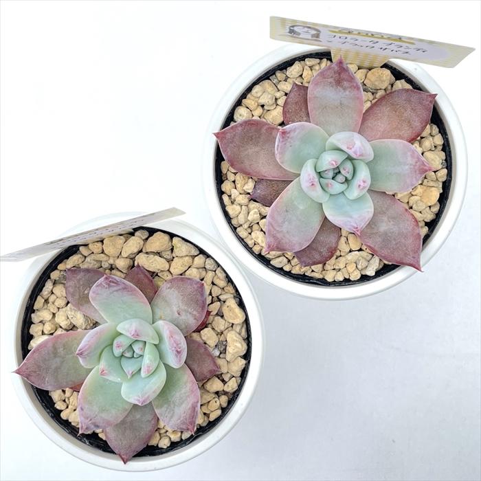 多肉アン⭐️コロラータブランディティ×ヒアリナラパス⭐️多肉 抜き苗 花芽付 多肉アン⭐️コロラータブランディティ×ヒアリナラパス⭐️多肉