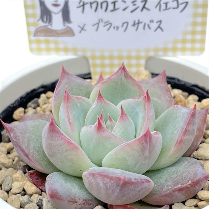 多肉植物 annaエケベリア チワワエンシスイエコラ×ブラックサバス