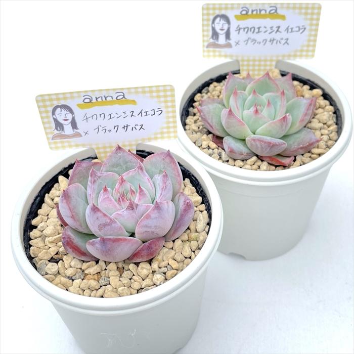 多肉植物 annaエケベリア チワワエンシスイエコラ×ブラックサバス