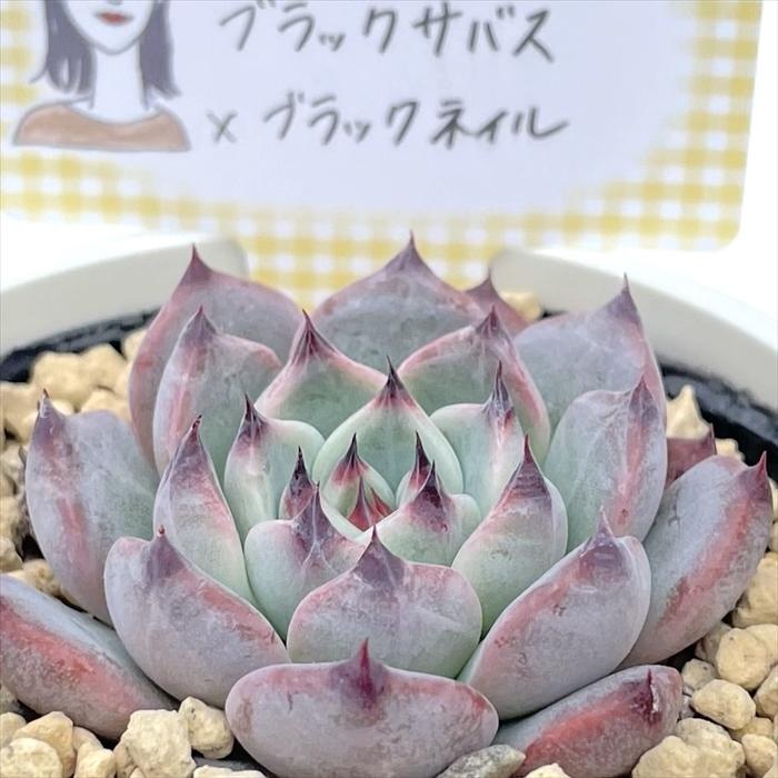 多肉植物 annaエケベリア ブラックサバス×ブラックネイル あんなさん苗
