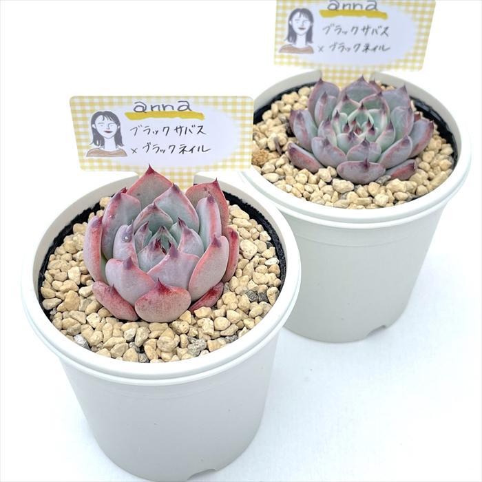 多肉植物 annaエケベリア ブラックサバス×ブラックネイル あんなさん苗
