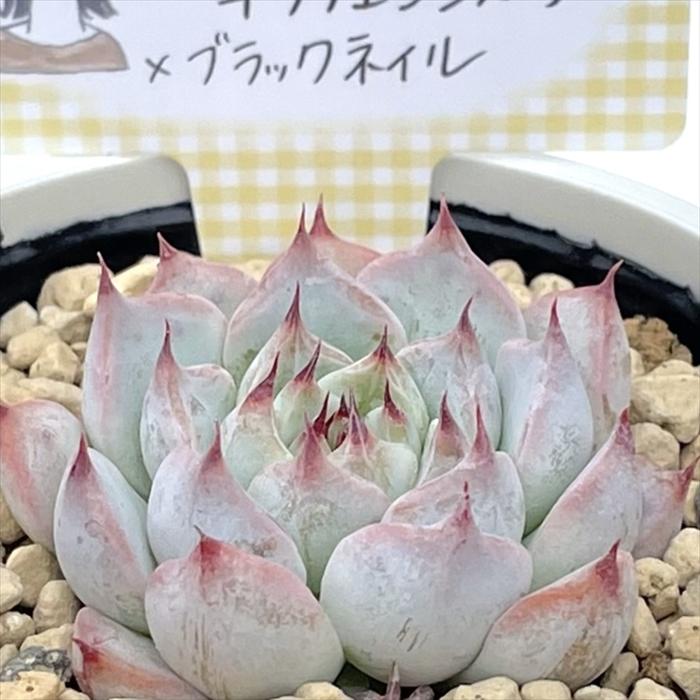 多肉植物 annaエケベリア （沙羅姫牡丹×チワワエンシス）×ブラック