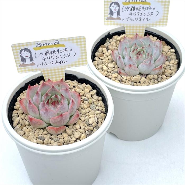 多肉植物 annaエケベリア （沙羅姫牡丹×チワワエンシス）×ブラック