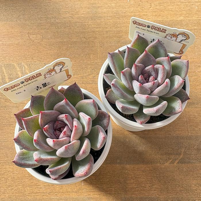 多肉植物 PAL nae セレクション No.002 吉影 パルクさん苗 送料無料