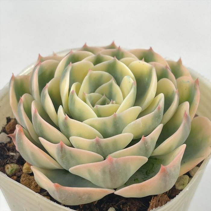 日本花キ流通 多肉植物 sbエケベリア ルノーディーン エケベリア