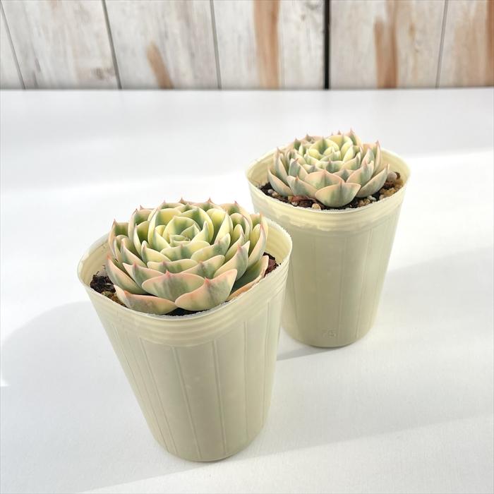 日本花キ流通 多肉植物 sbエケベリア ルノーディーン エケベリア