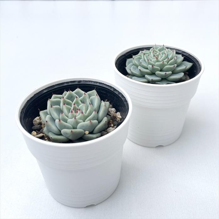 日本花キ流通 多肉植物 hxエケベリア 黒爪ザラゴーサ×チワワエンシス