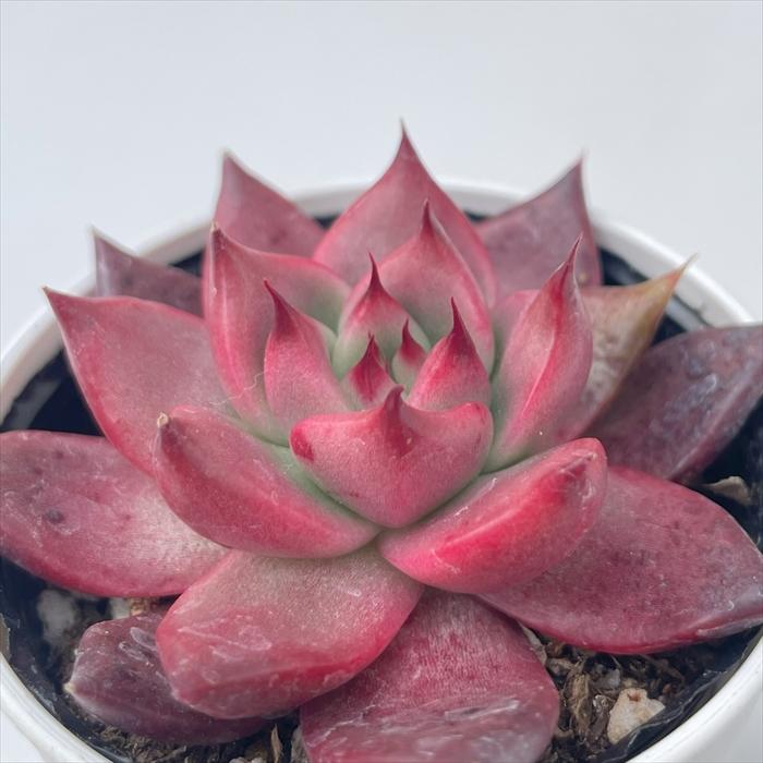 日本花キ流通 多肉植物 hmエケベリア アメストロー 多肉植物