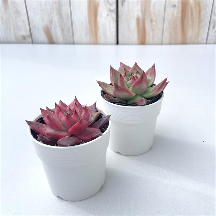 日本花キ流通 多肉植物 hmエケベリア アメストロー 多肉植物