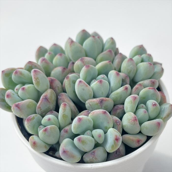 日本花キ流通 多肉植物 hmセダム コミックトム多頭 多肉植物 セダム