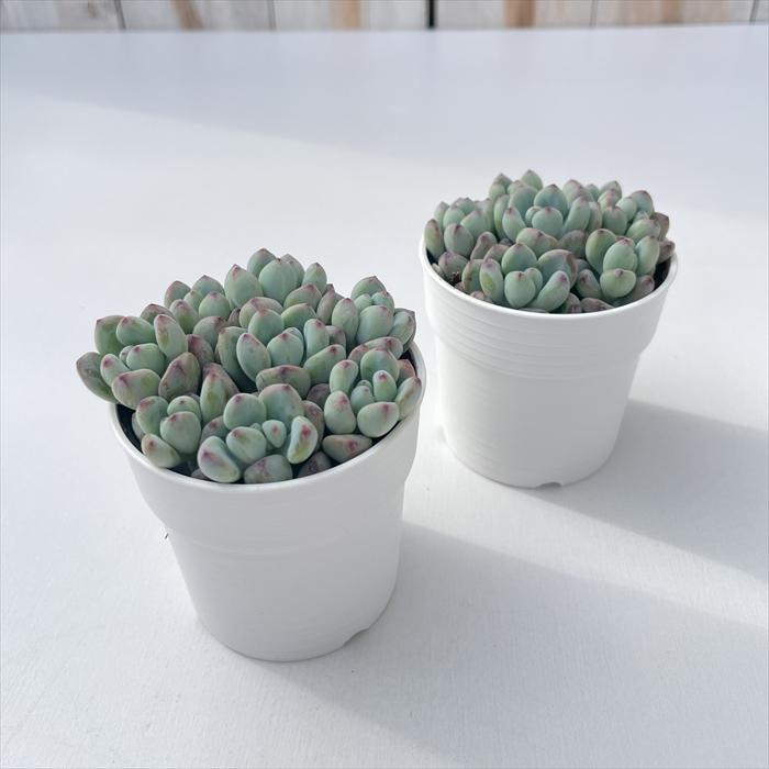 日本花キ流通 多肉植物 hmセダム コミックトム多頭 多肉植物 セダム
