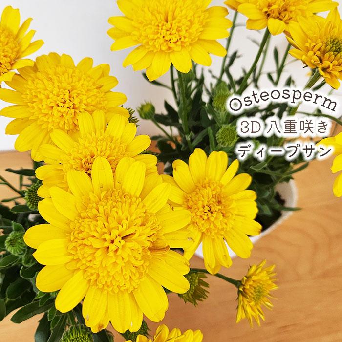 日本花キ流通 オステオスペルマム 苗 3D ディープサン 八重咲き 10.5cm