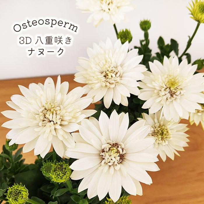 日本花キ流通 予約販売 オステオスペルマム 苗 3D ナヌーク 八重咲き