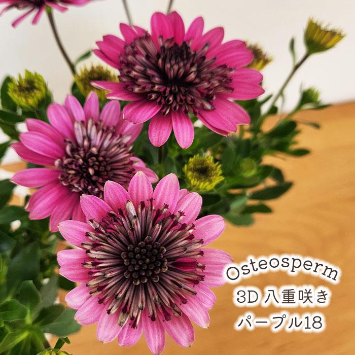 日本花キ流通 オステオスペルマム 苗 3D パープル26 八重咲き 10.5cm