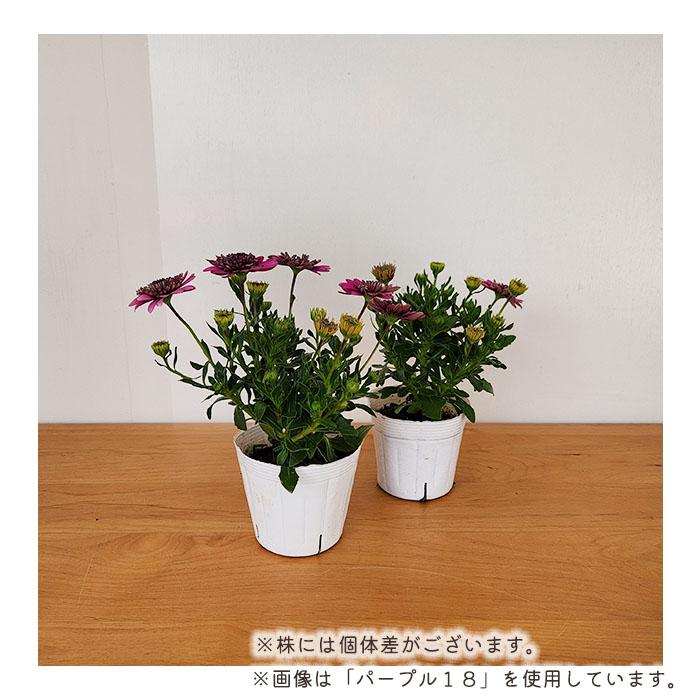 日本花キ流通 予約販売 オステオスペルマム 苗 3D ブルースティール