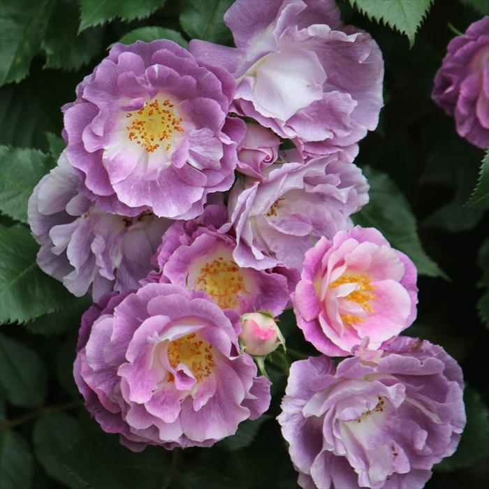 予約販売 バラ 苗 新苗 ワーナーズローゼス ブルーフォーユー 薔薇