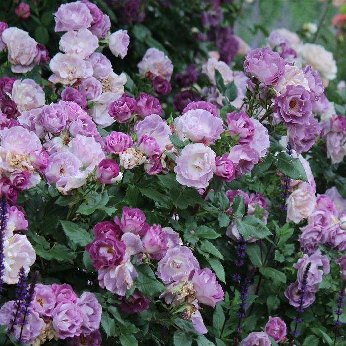 予約販売 バラ 苗 新苗 ワーナーズローゼス ブルーフォーユー 薔薇