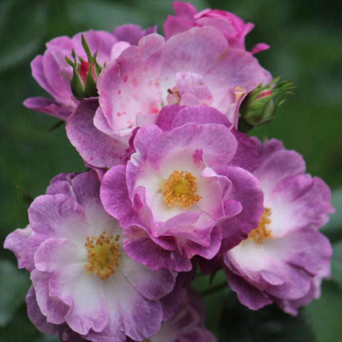 予約販売 バラ 苗 新苗 ワーナーズローゼス マーブルシャワー 薔薇