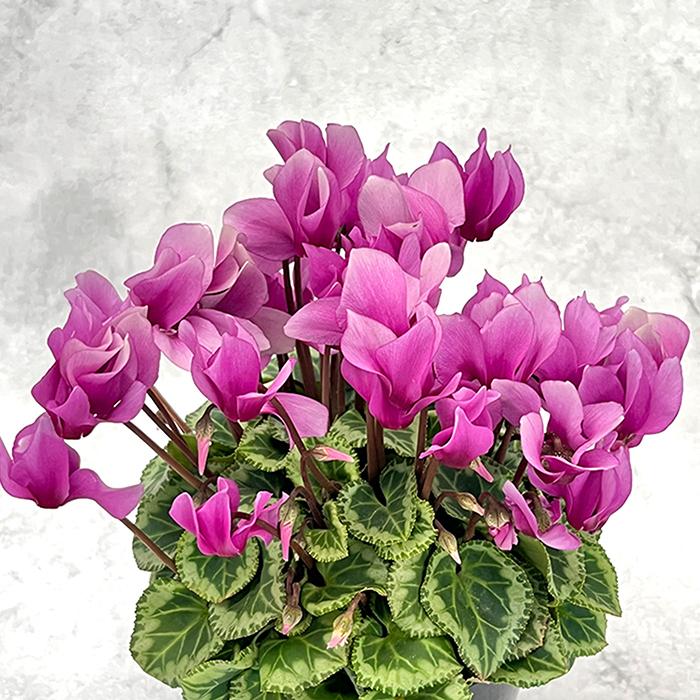 予約販売 シクラメン エレガントレディ ミニ 4号鉢 冬ギフト 大栄花園