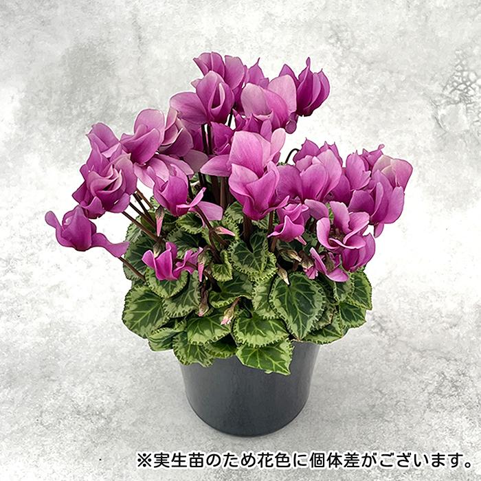 予約販売 シクラメン エレガントレディ ミニ 4号鉢 冬ギフト 大栄花園